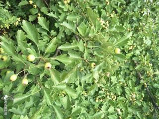 green hawthorn berry