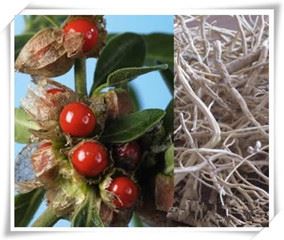 Ashwagandha herb