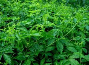 Gynostemma Pentaphyllum