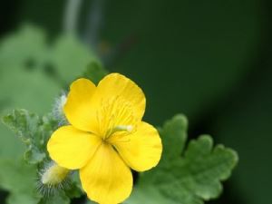 תמצית סלנדינית