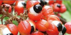 תמצית גוארנה