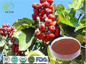 תמצית עלי עוזרד